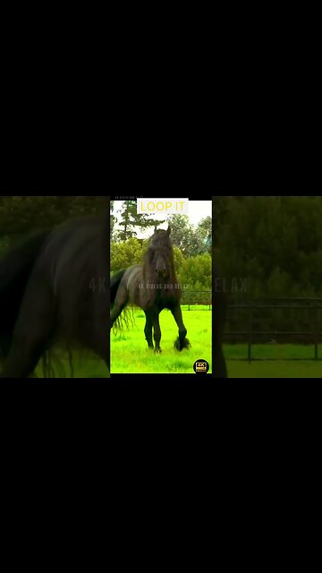 Most Beautiful Horse 4K Ultra HD - horses beautiful animals (480p) #shorts #horse #beautiful