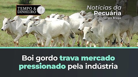 Boi gordo trava mercado pressionado pela indústria