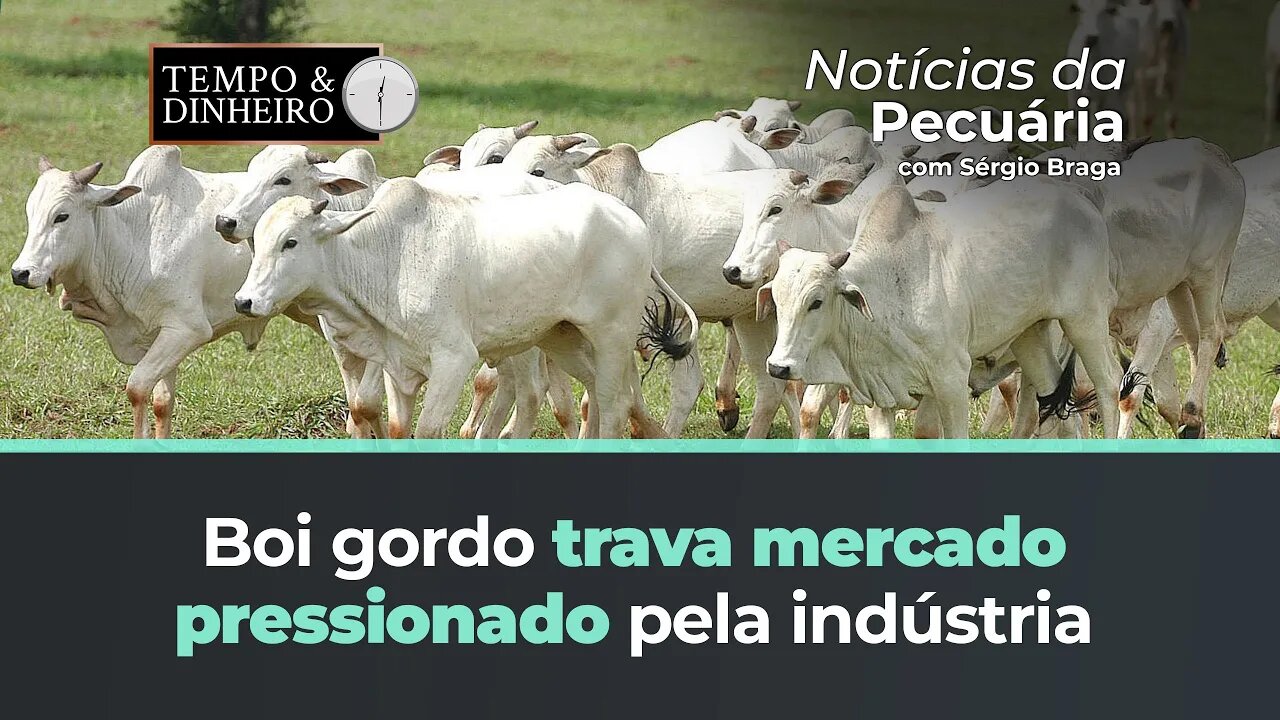 Boi gordo trava mercado pressionado pela indústria