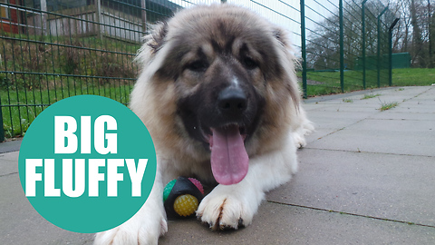 Fluffy the Caucasian Shepherd could be Britain's biggest rescue puppy