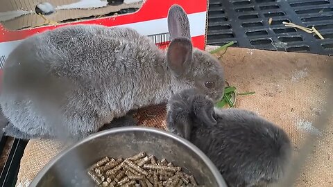 Foster parent Mini Rex for neglected Blue Vienna Bunny out of a big litter of kits rabbits feeding