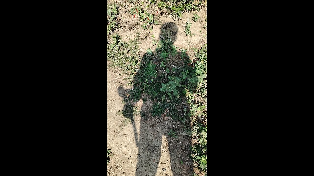 Horar seen in day in jungle