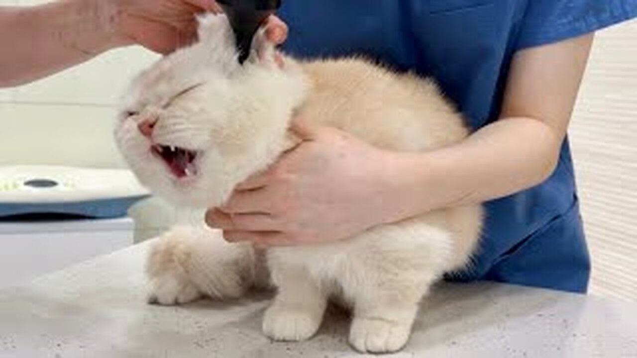 The Hooman Cried When He Heard the Health Checkup Results