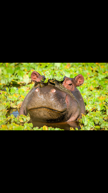 suck daddy el Arabia sticking it to hatun the hate preacher