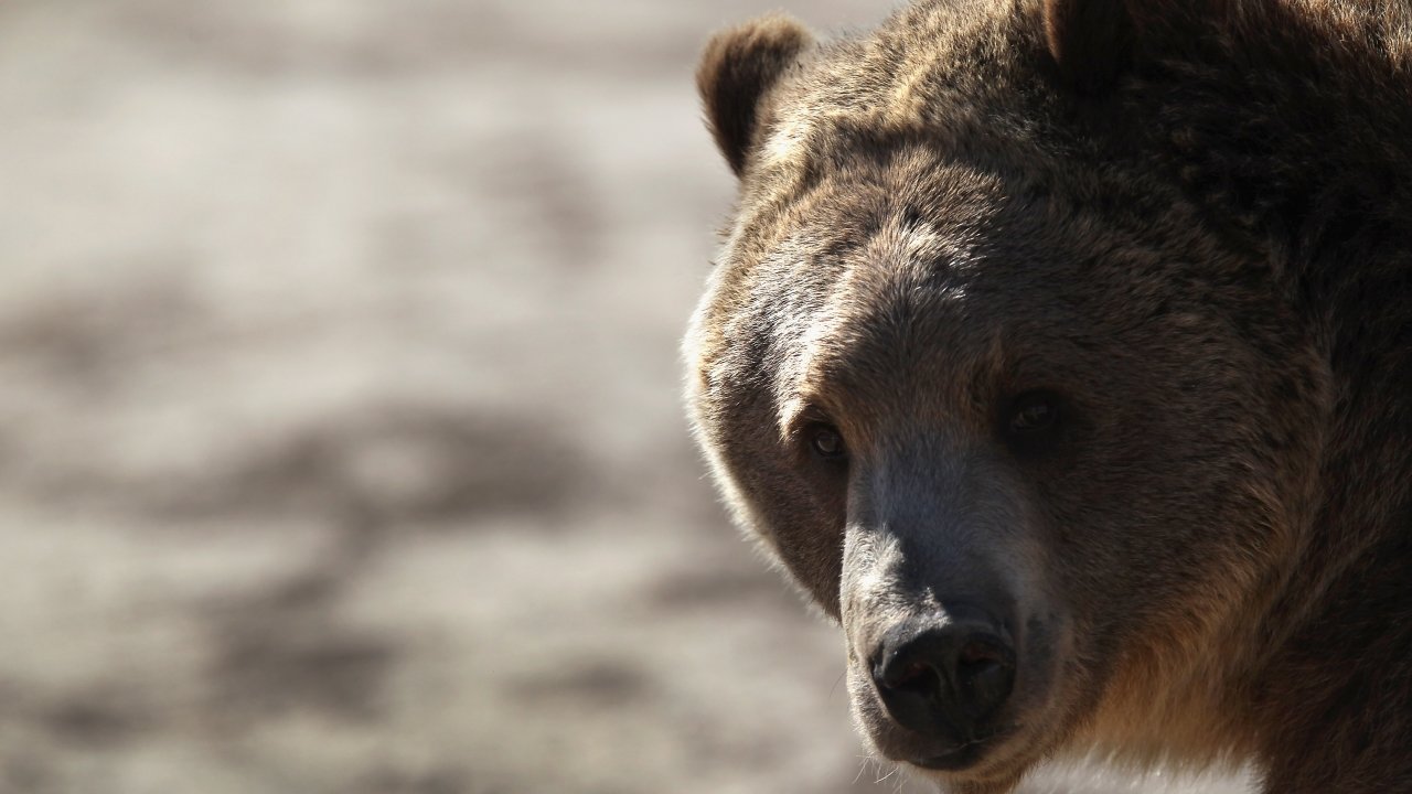 Judge Overturns Rule That Would've Allowed Grizzly Bear Hunts