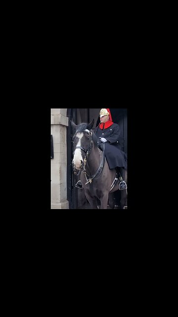 Checking she is not touching the reins #horseguardsparade