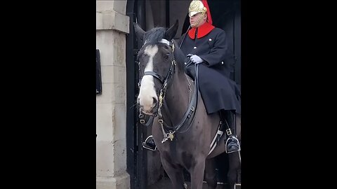Checking she is not touching the reins #horseguardsparade