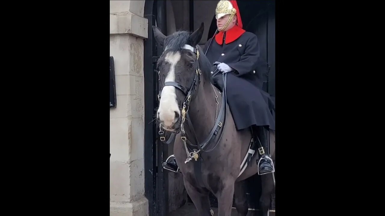 Checking she is not touching the reins #horseguardsparade