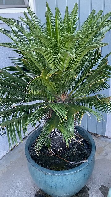 Another beautiful Palm Tree 🌴