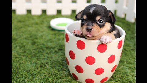 Abandoned baby pup receives life-saving first meal