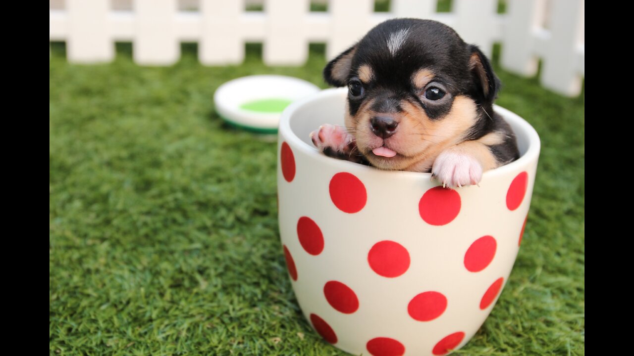 Abandoned baby pup receives life-saving first meal