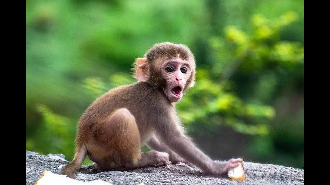 Baby Monkey harvests fruit to make kimbap for Amee