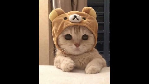 Cute funny animal video!🥰🐱(the last one was the CUTEST ANIMAL EVER!!!)