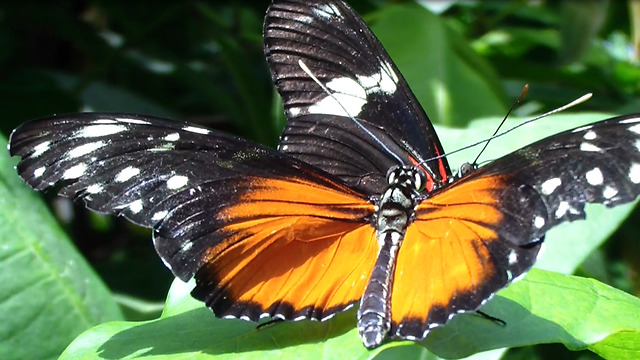 Bug collector just couldn't bring himself to collect and pin these beautiful creatures