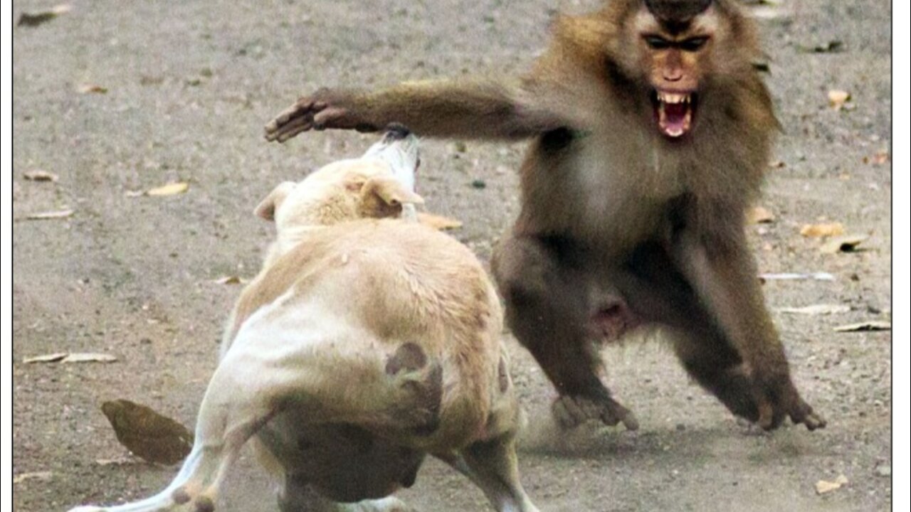 Dog and monkey fight