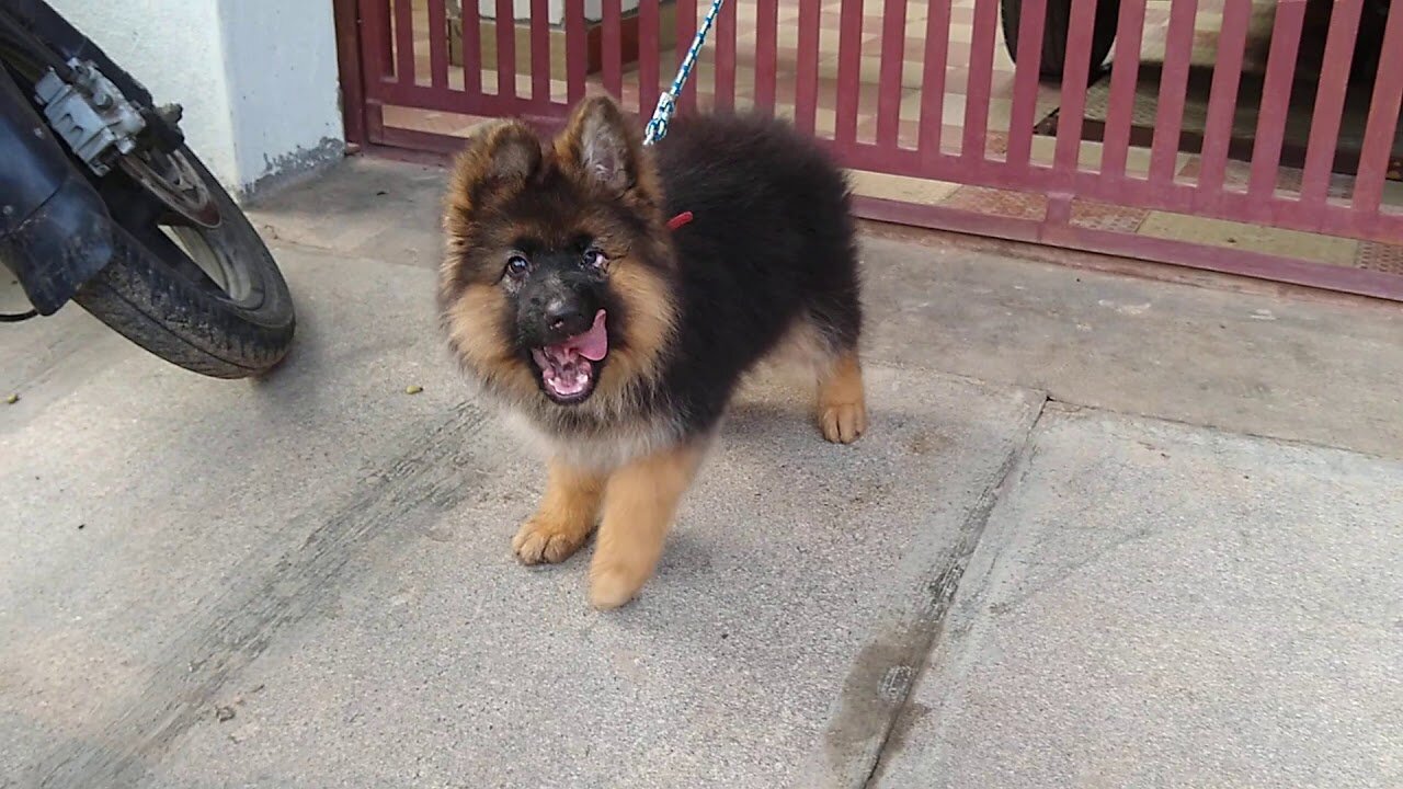 German Shepherd Long coat puppy.__ Puppy is tied only while capturing Video & taken to a vet.