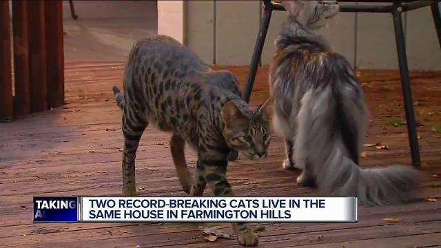 Metro Detroit man owns two record-breaking cats