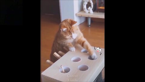 Cute Funny Pets Compilation Videos