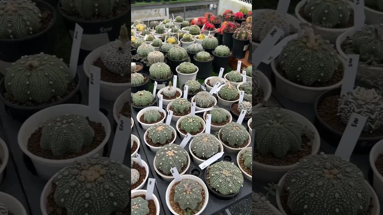 🌵