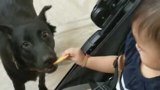 Le biscuit de la discorde entre un bébé et un chien!