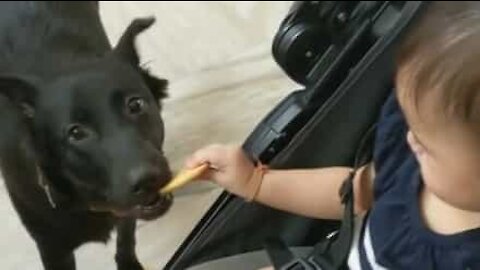 Le biscuit de la discorde entre un bébé et un chien!