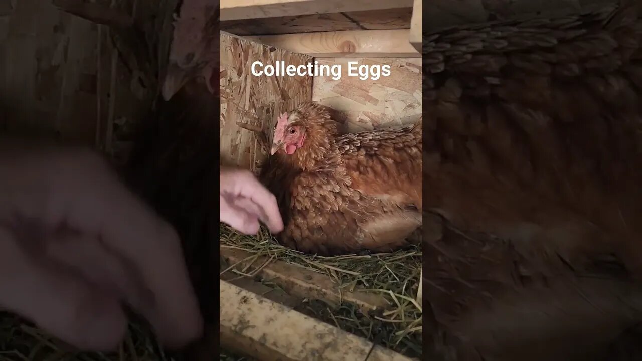#shorts #eggs #collectingeggs #layinghens #homestead