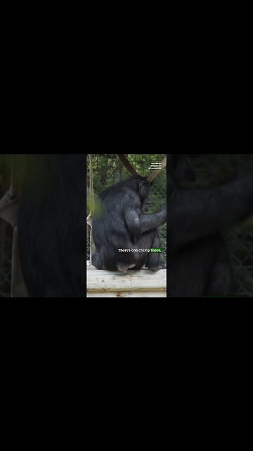 How Often Does Chimp Government Change?