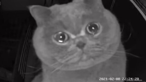 This Cat ‘Cries’ Into Security Camera After Being Left At Home Alone