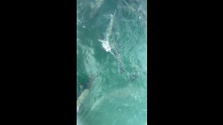 Tarpon feeding in KWF