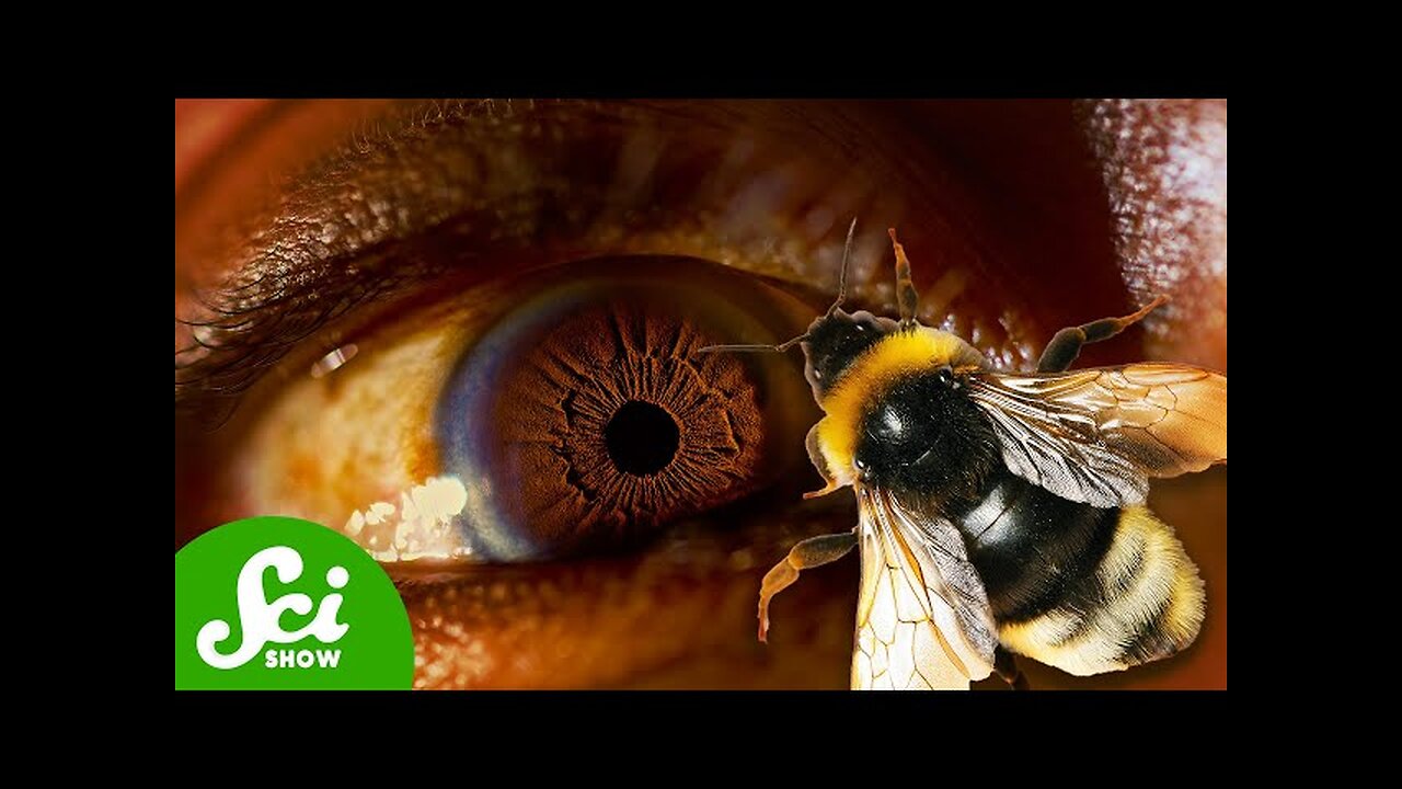 Scientists Let Bees Land in their Eyes