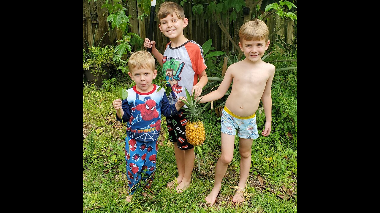 Pineapple Harvest