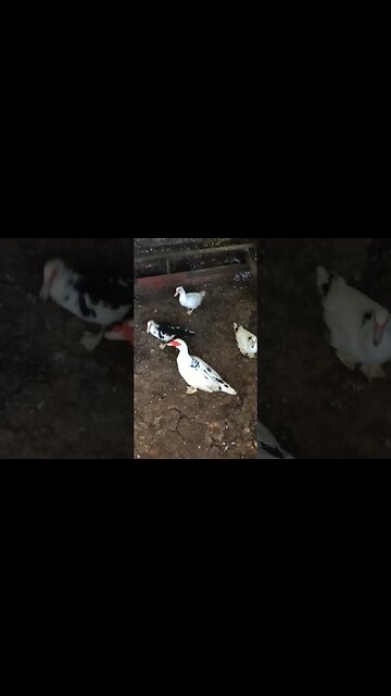 The Bird Gang Is Curious About The Camera