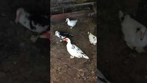 The Bird Gang Is Curious About The Camera