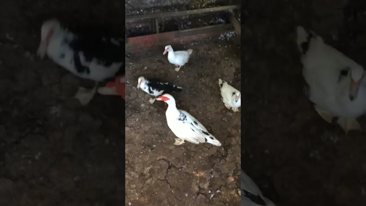 The Bird Gang Is Curious About The Camera