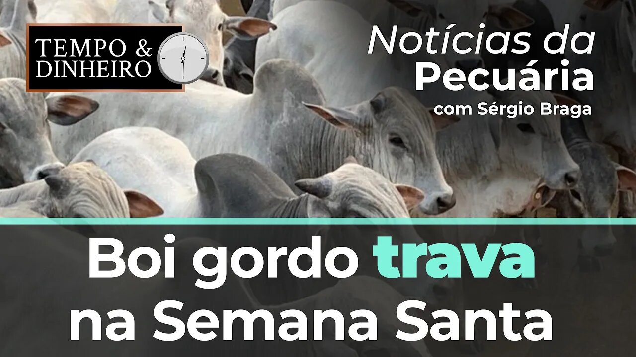 Boi gordo trava na Semana Santa com ofertas da indústria abaixo do esperado.