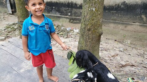 Baby and baby goats,Goat Video for kids