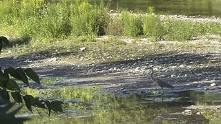 Great Blue Heron @ Humber River