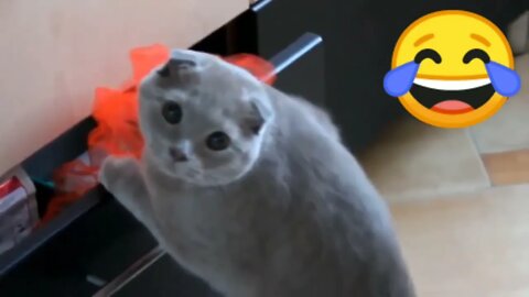 Try not to laugh Funny dogs 🐶 and cats 😻