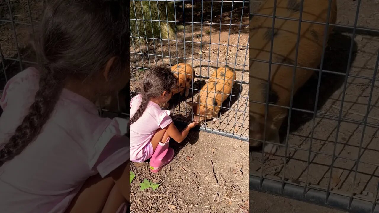 Piglets! #piglets #kunekune #farmanimals #homestead #farmlife #foryou #fyp #asmr #reels