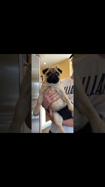 Beautiful puppy Funny - Cute Pug 😍😍