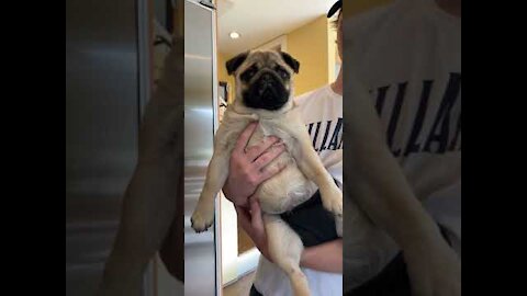 Beautiful puppy Funny - Cute Pug 😍😍