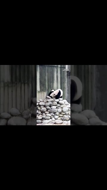 Harsh Parenting Skills of Pandas