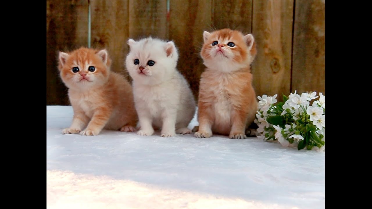 Three little kittens went outside for a walk 😻