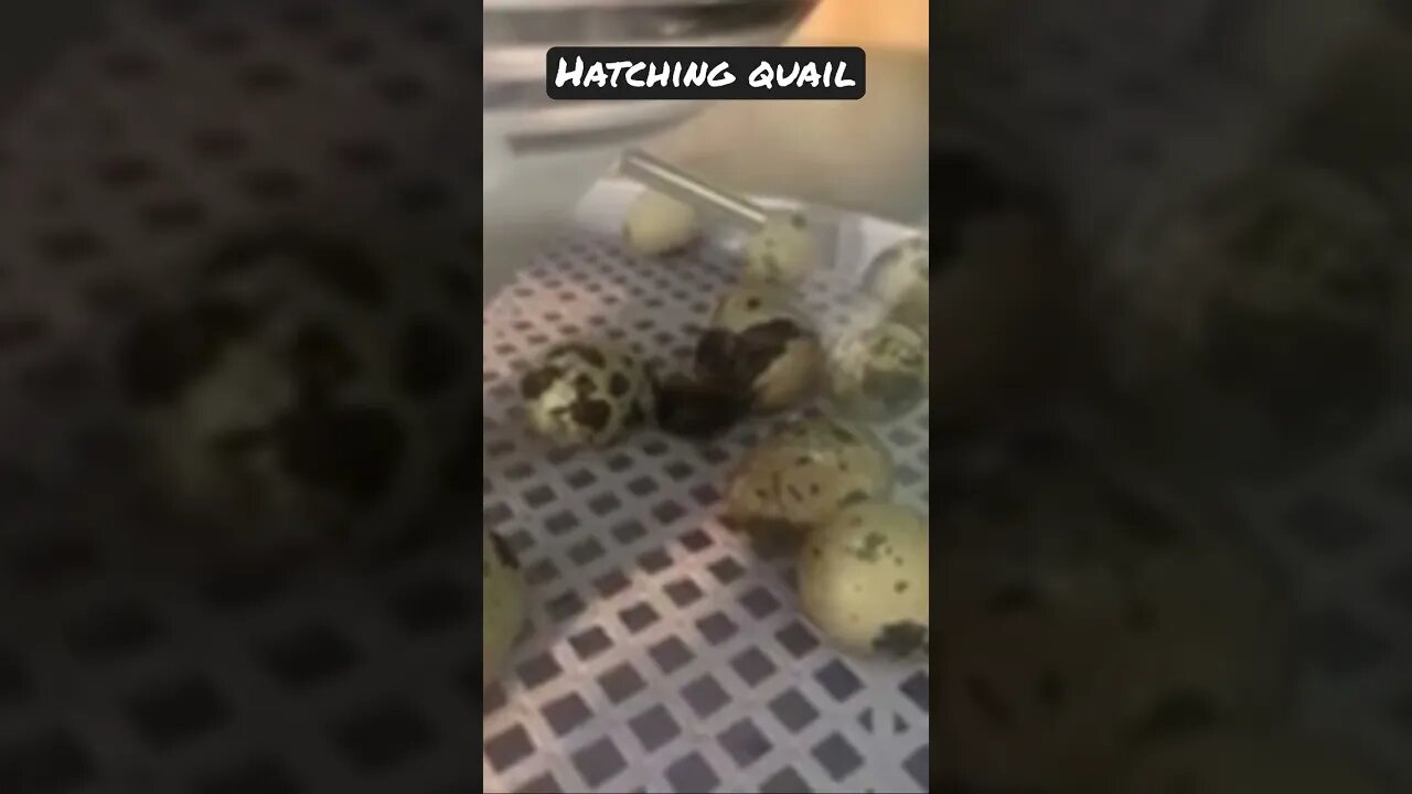 Hatching Quail! #quail #quaileggs #quailfarming