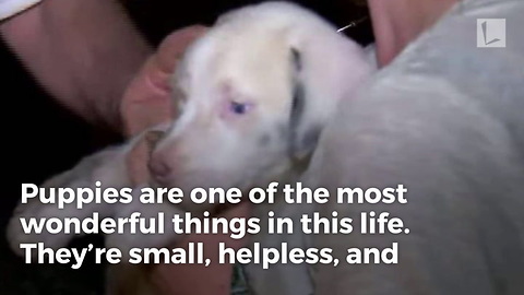 Deaf Puppy’s Dramatic 31-hour Rescue After Falling 50 Feet Down Hole