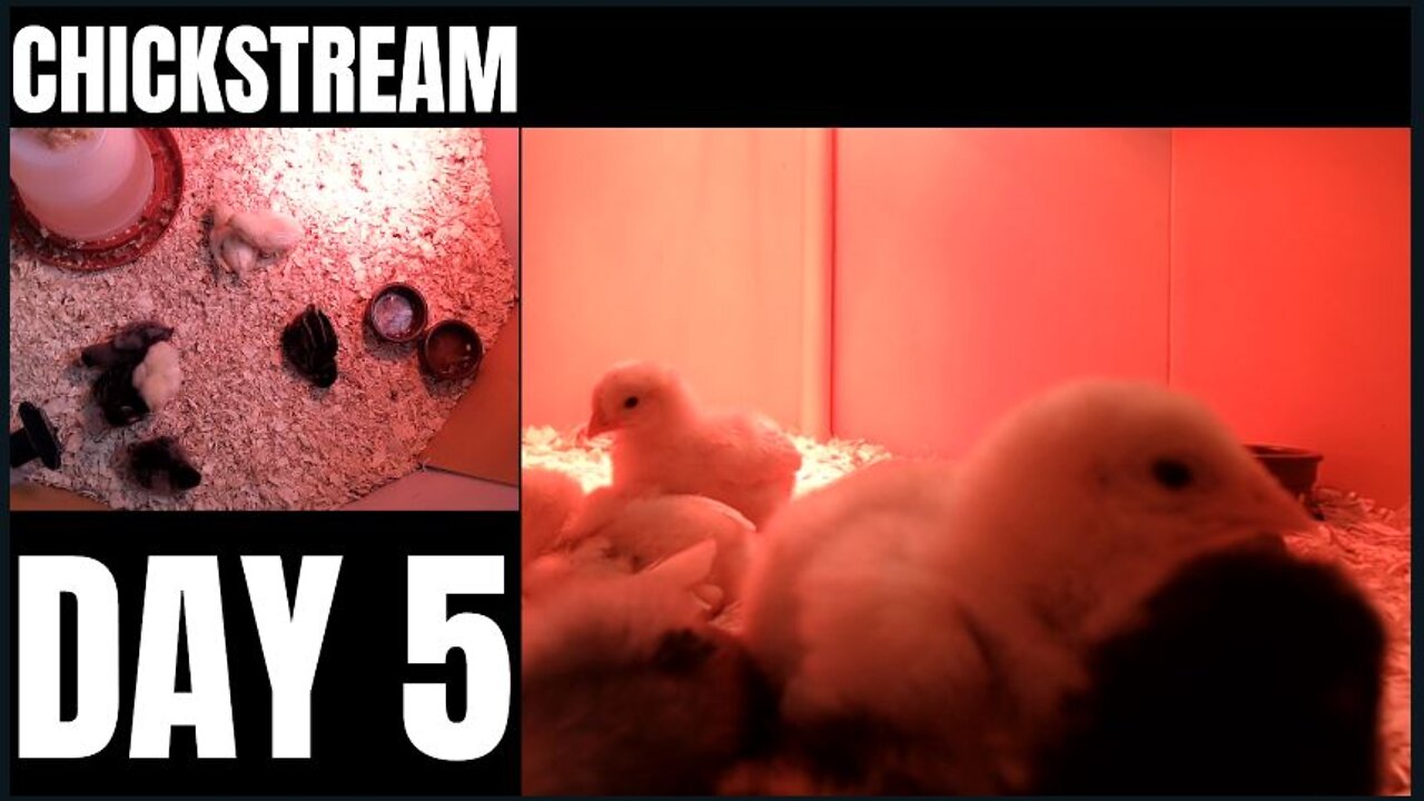 CHICKSTREAM | Day 5