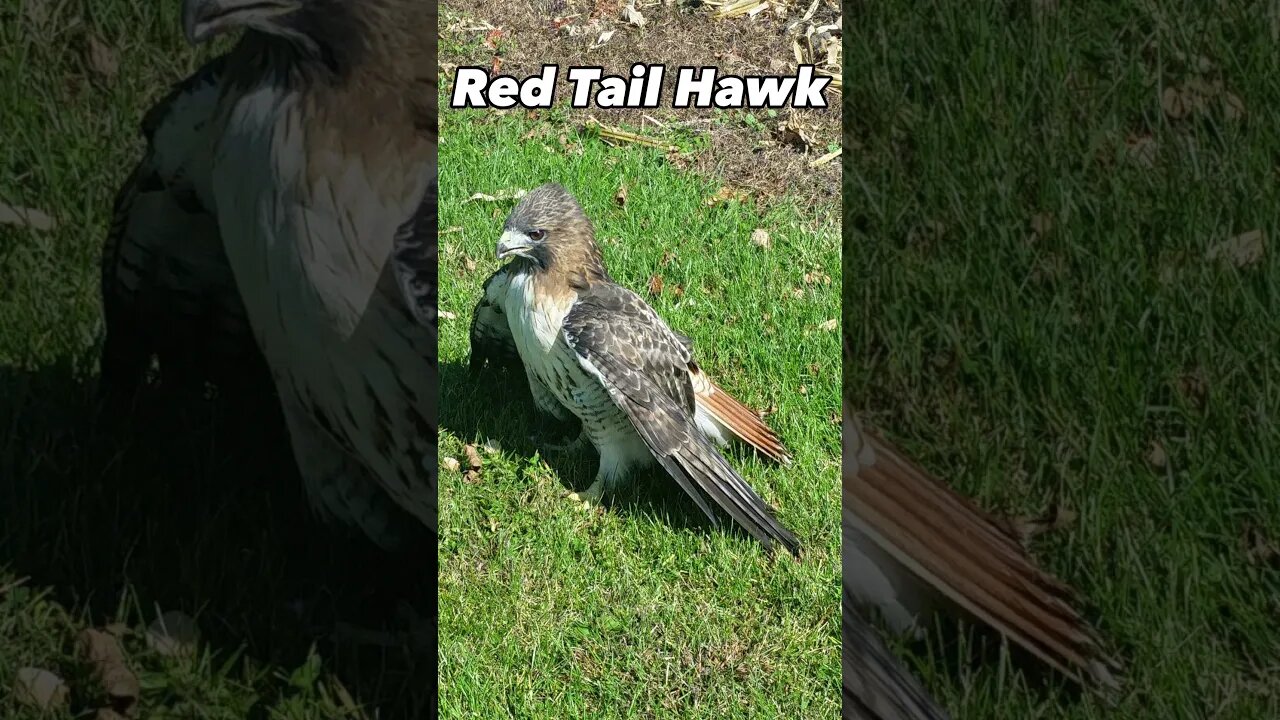 Red Tail Hawk rehabilitated and released #redtailedhawks #nature #shorts #birdsofprey