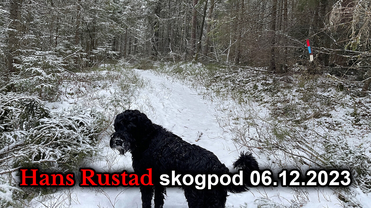 Skogpod 6. desember 2023