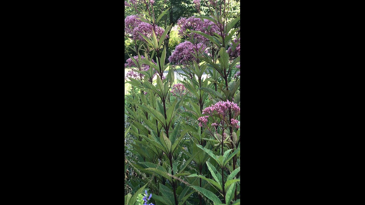 Joy pye weed