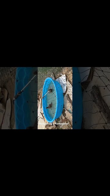 Our ducks enjoying the water for the first time #hedgehogshomestead